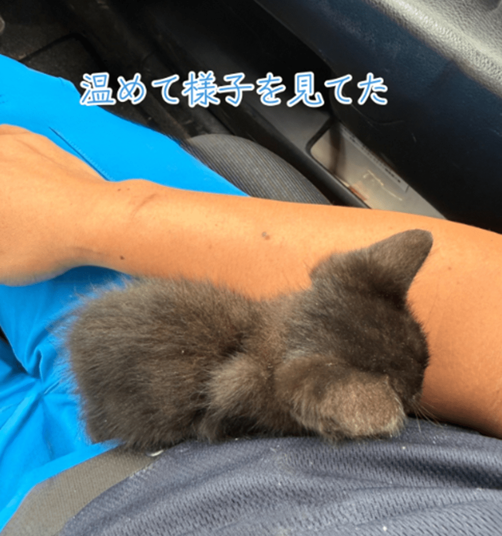 発見時には身体が固く冷たくなっていた子猫。保護して病院に連れて行き…現在の様子を聞いた