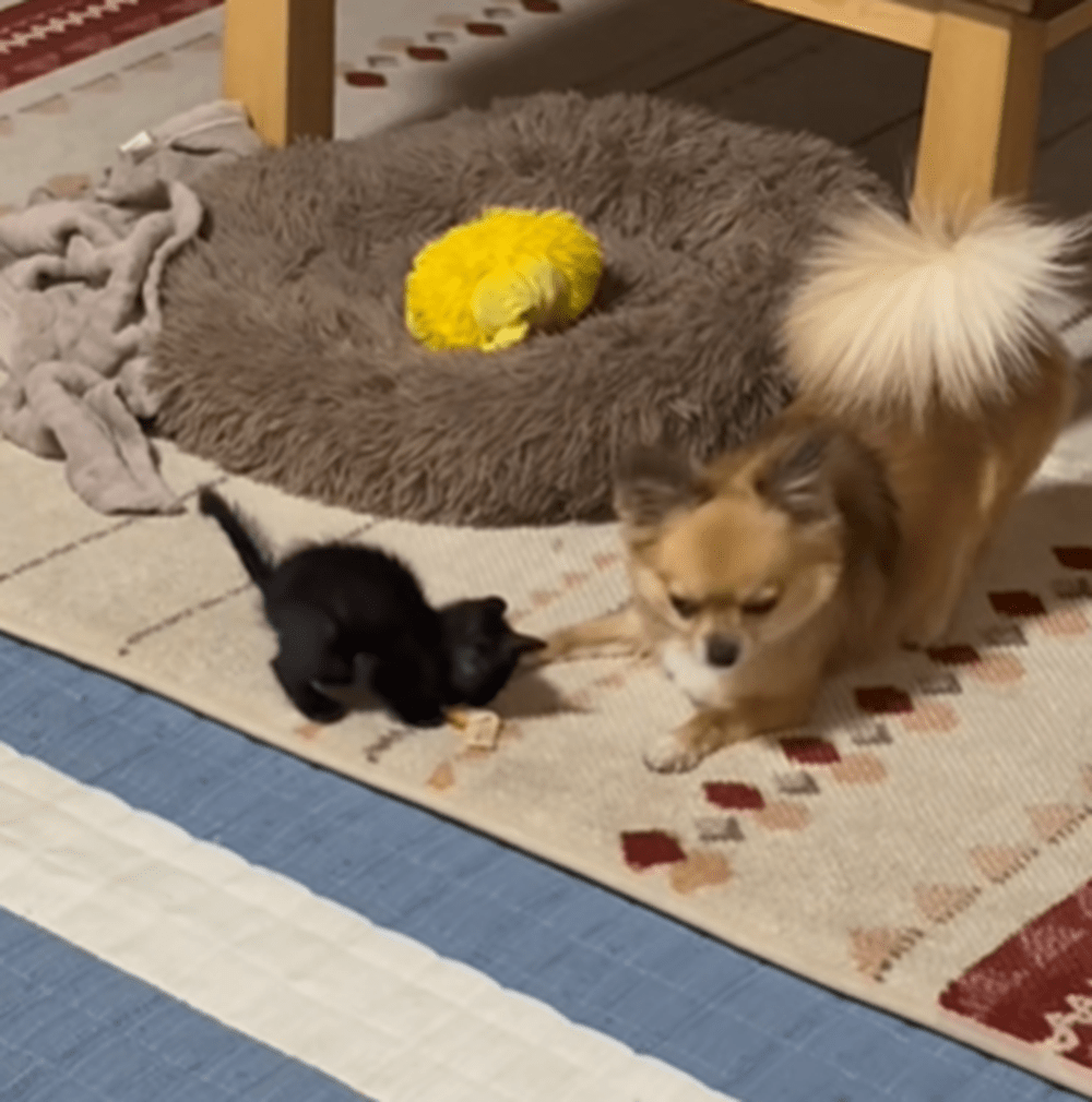 お菓子の争奪戦①（@dora.racingさんより提供）