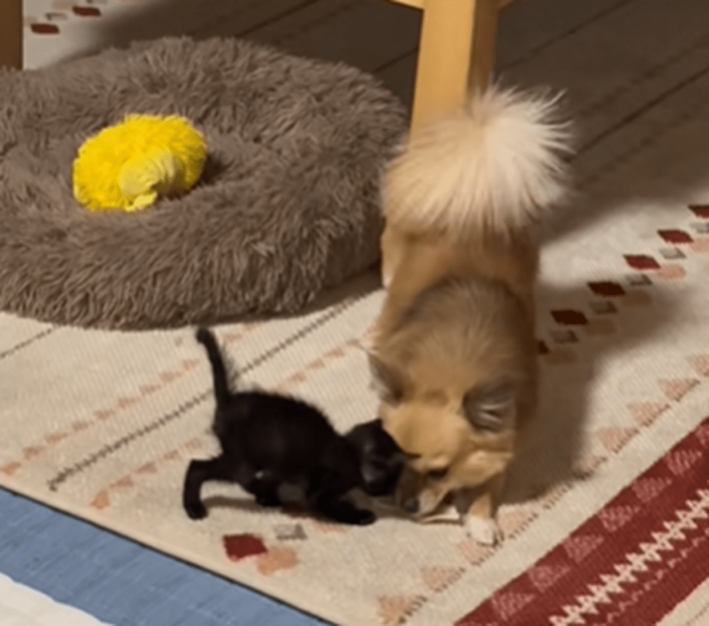 お菓子の争奪戦②（@dora.racingさんより提供）