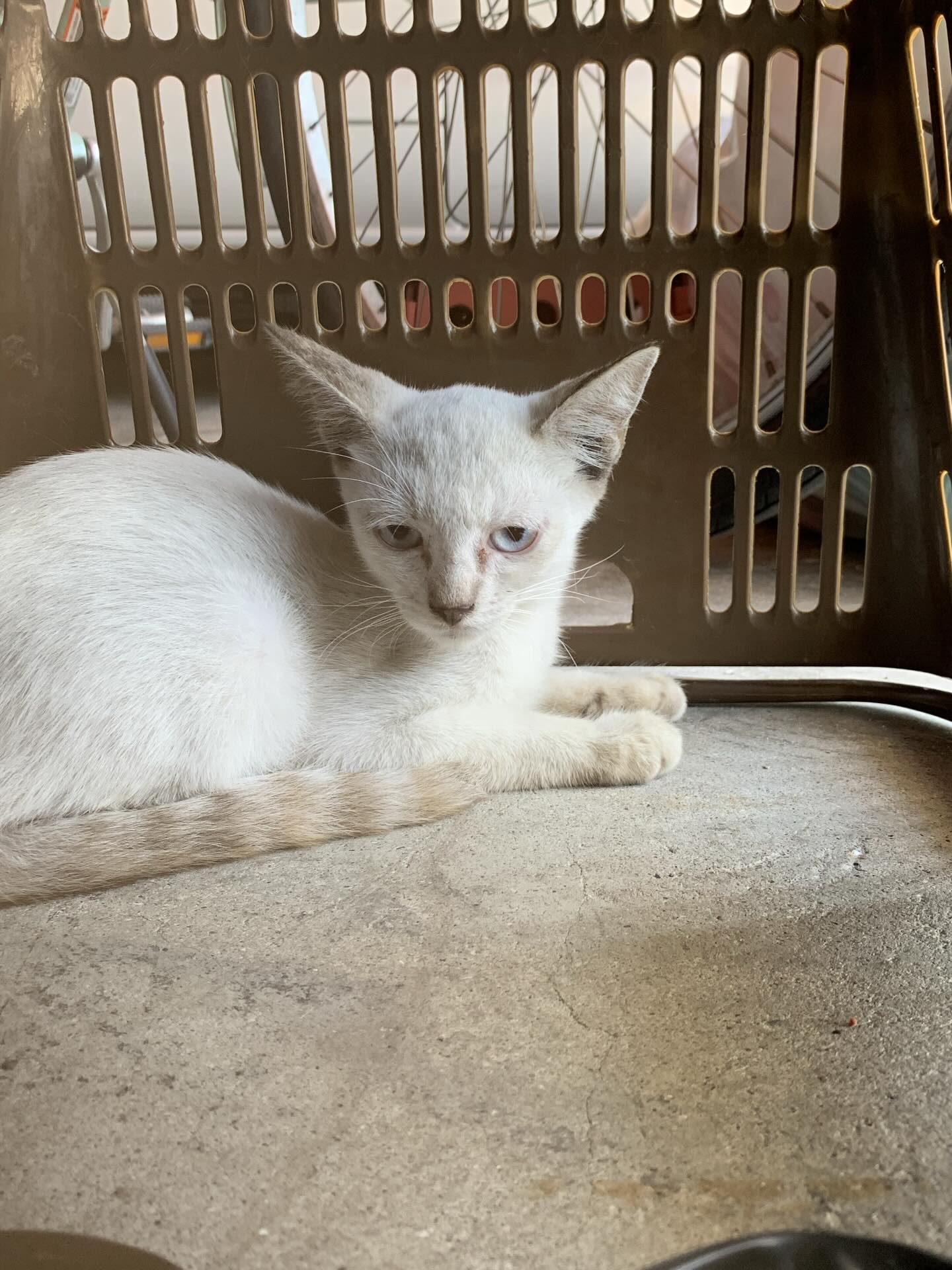 倉庫で見つかり保護されるも、部屋の隅で怯えていた猫。しかし4年後、現在の姿に「同一猫!?」「こんなに変わるんですね」