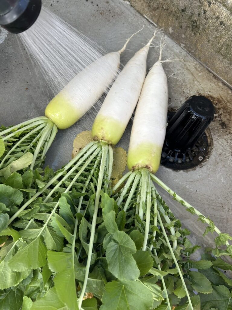 立派な姿へと成長（＠genkai_salaryman_farmさんより提供）