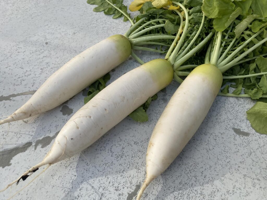 ベランダで育てた大根（＠genkai_salaryman_farmさんより提供）