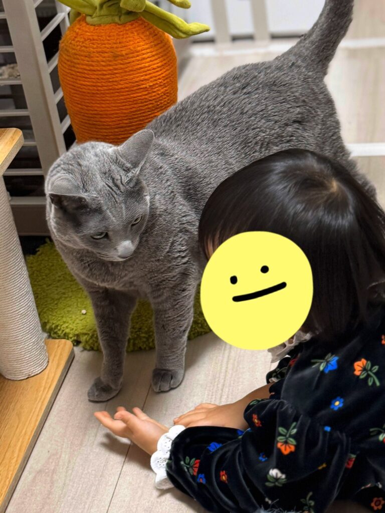 普段の娘さん①（＠omiki_31さんより提供）