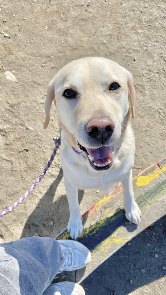 散歩中のロキくん（＠zl_vwyさんより提供）