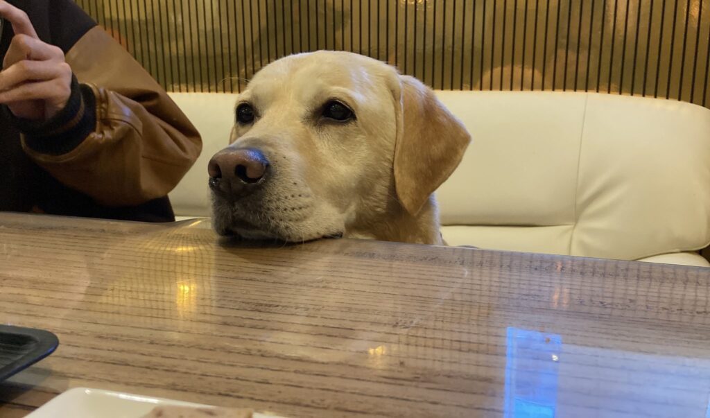 【実際の写真】ドライヤーで乾かされる愛犬の表情