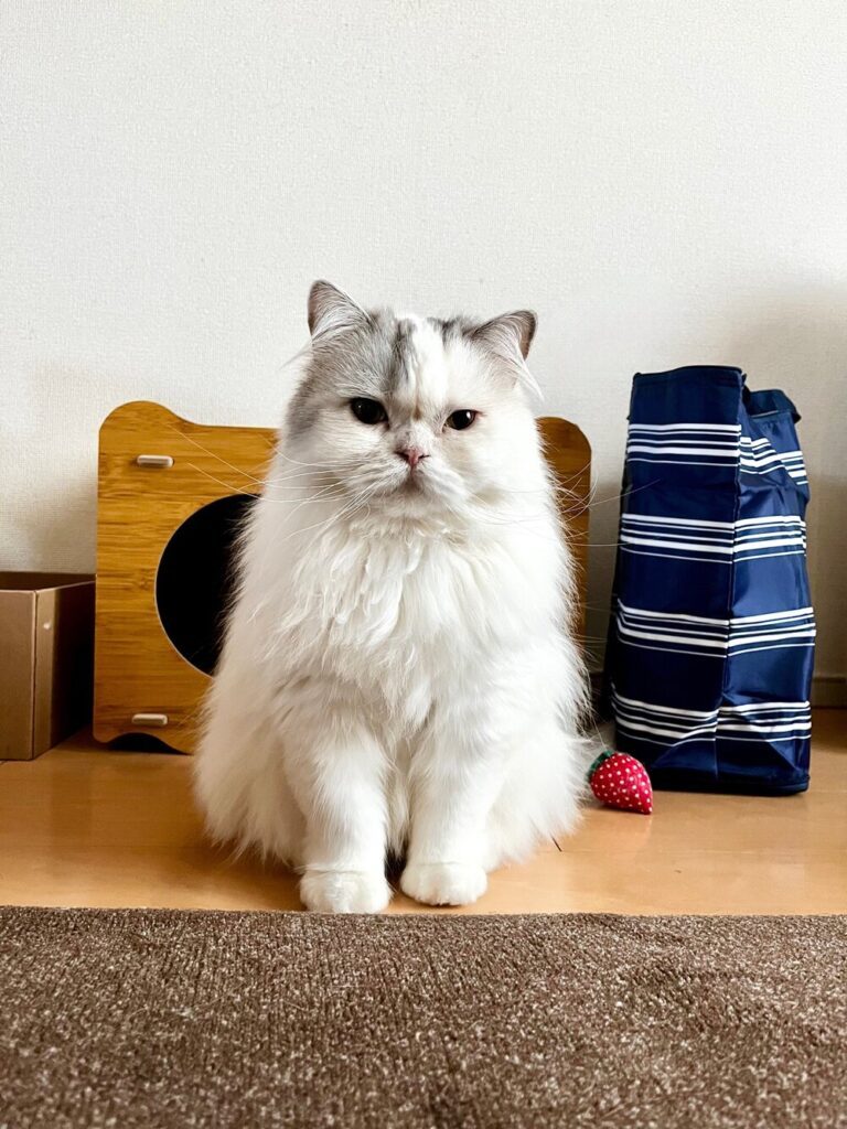 3年後（@www_nekonoさんより提供）
