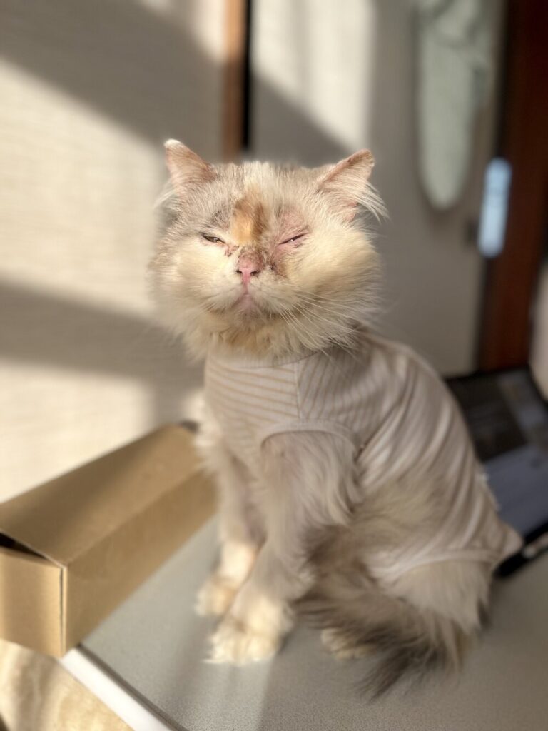 【実際の写真】3年後、獣医さんに驚かれた姿