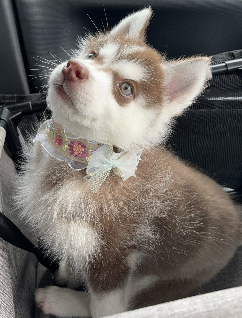 ちょこんと座るぬいぐるみのようなシベリアンハスキー。9ヶ月後の姿に「可愛いから美しいへ」「目の色って変わるんですね」