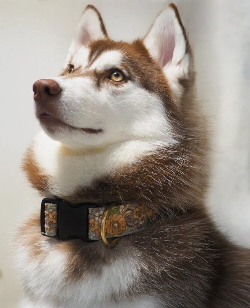 生後11ヶ月（@fukumaru_bunaさんより提供）