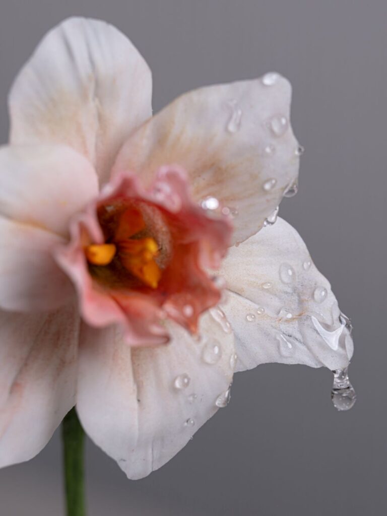 砂糖細工のラッパスイセン（＠kenta_sucretierさんより提供）