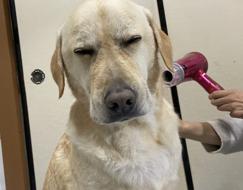 眠気と戦っているロキくん（＠zl_vwyさんより提供）