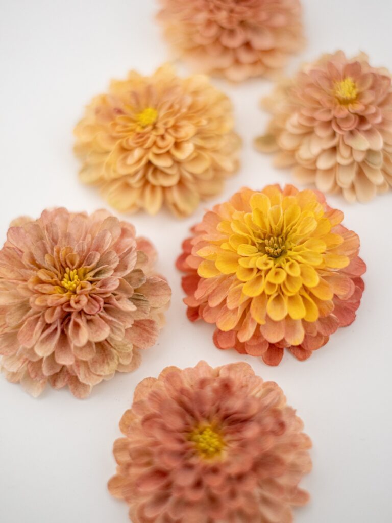 砂糖細工のダリア（＠kenta_sucretierさんより提供）