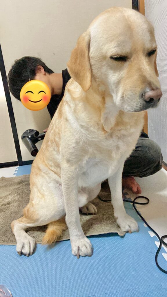 眠そうなロキくん（＠zl_vwyさんより提供）