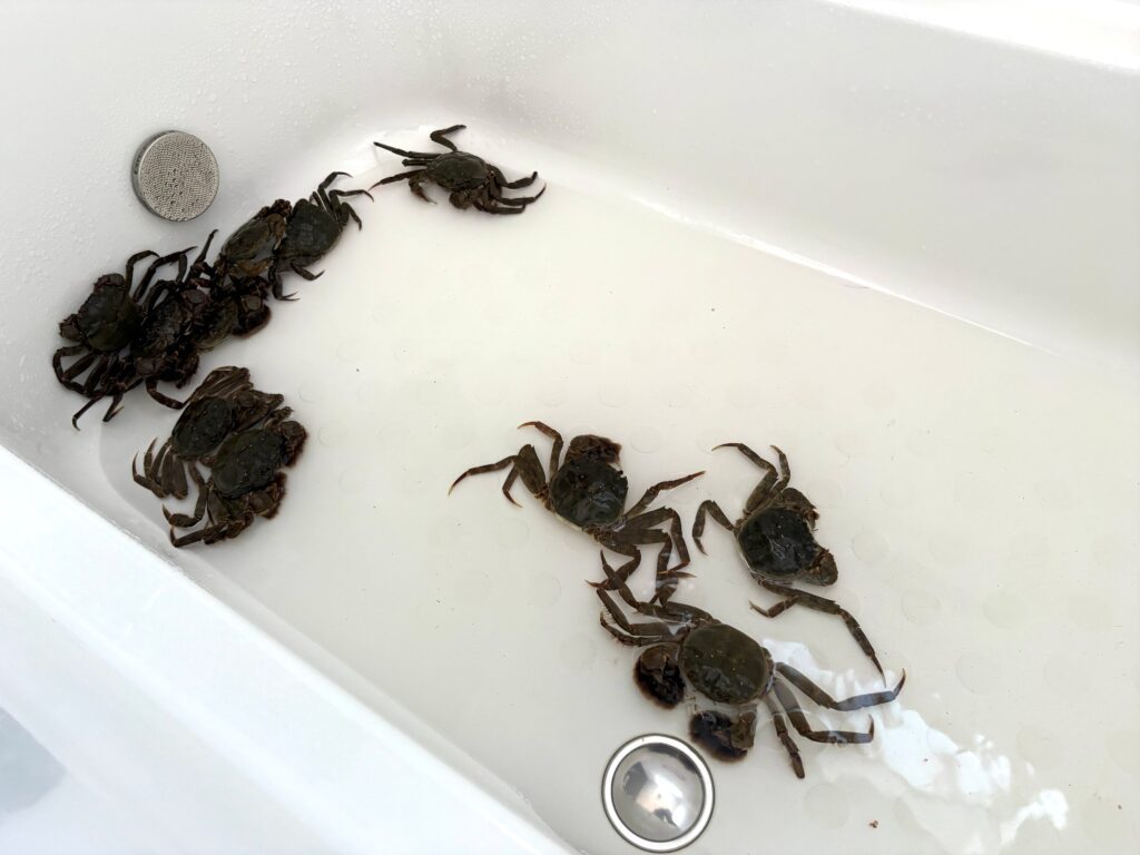 お風呂を占拠する様子（＠shigetsuneさんより提供）