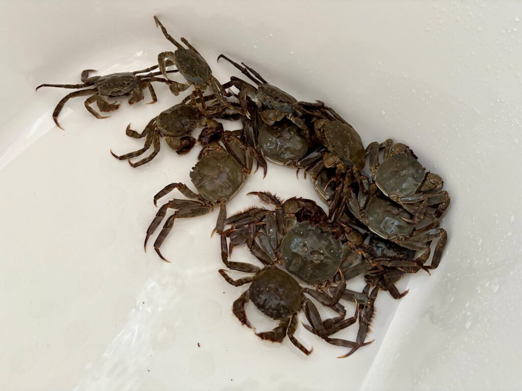 いただいた大量のカニ（＠shigetsuneさんより提供）