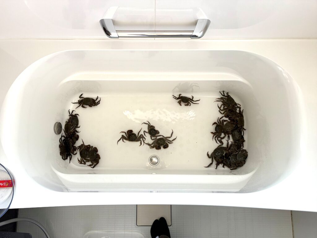 泥抜き中のカニたち（＠shigetsuneさんより提供）