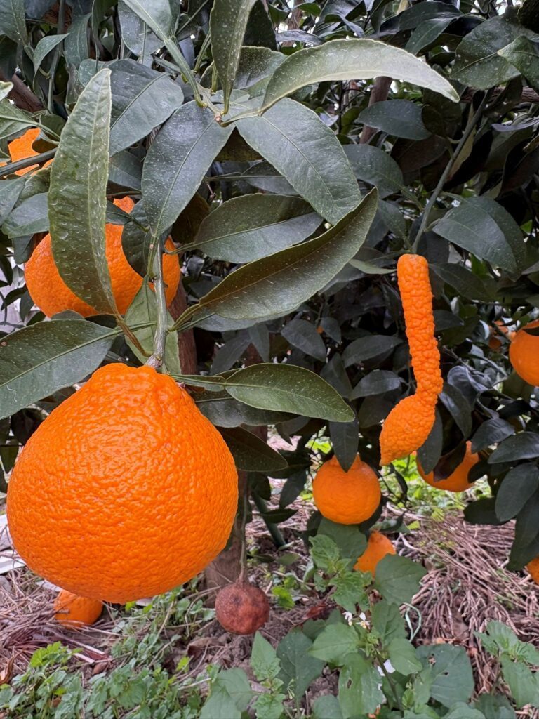 【実際の写真】違和感の正体