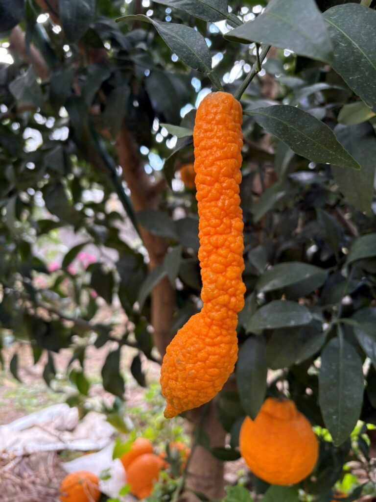 不知火の奇形果（＠Orangeeeen2さんより提供）