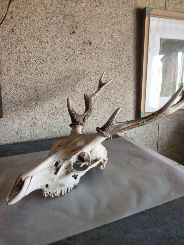 【実際の写真】旦那さんが購入してきたもの