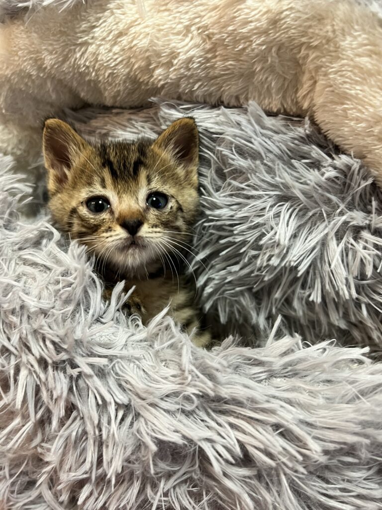 保護当時の困り顔（＠marumarukomaru50さんより提供）