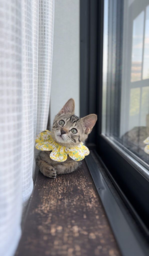 普段のこまるくん③（＠marumarukomaru50さんより提供）