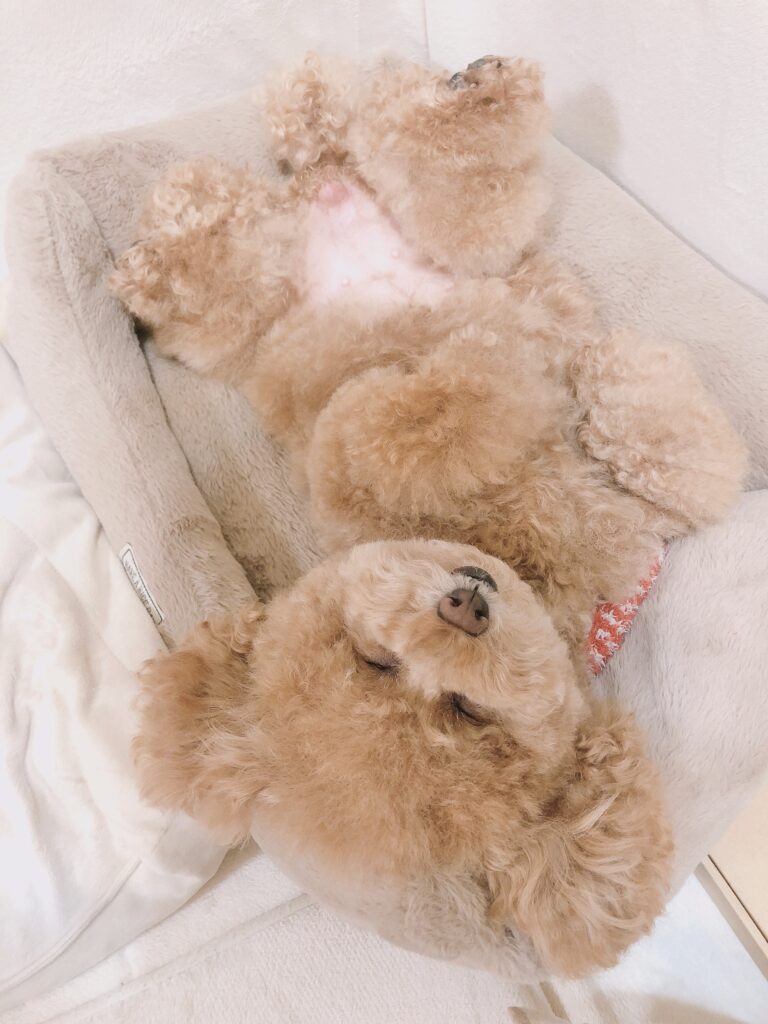 お手入れ中の寝ているところ（＠iam.hanachan_さんより提供）