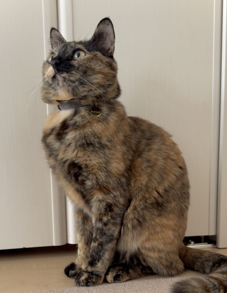 【実際の写真】愛猫が見つかったまさかの場所