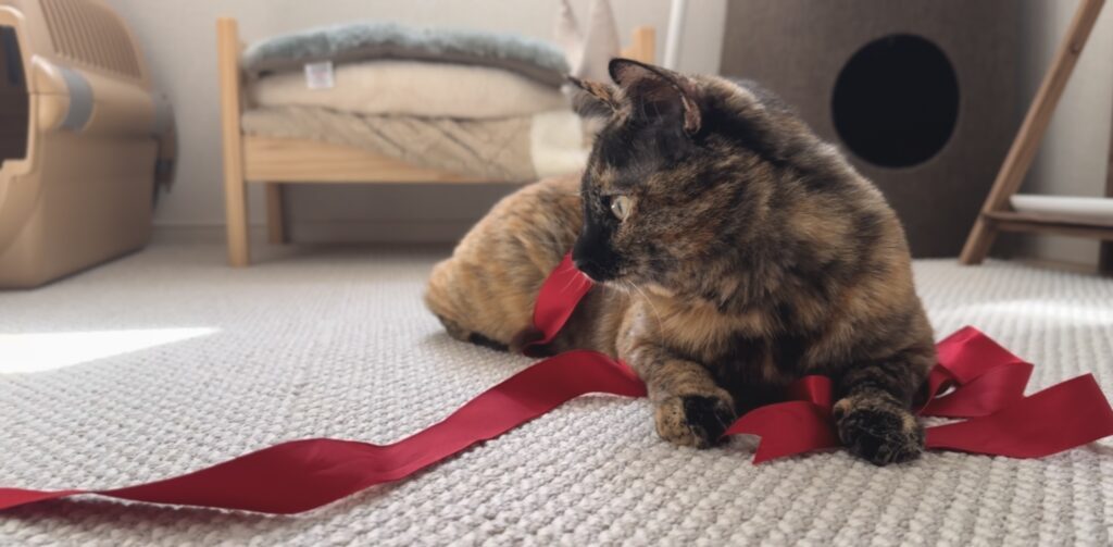 普段のちゃっこちゃん④（＠chakkosabiさんより提供）