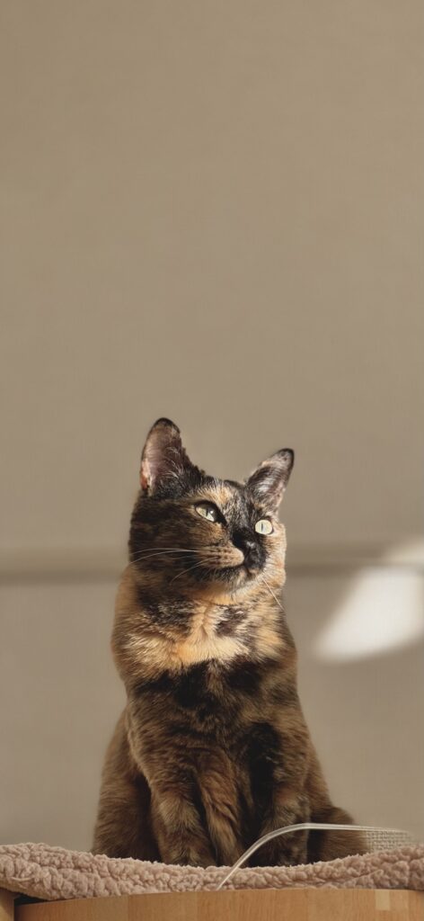 普段のちゃっこちゃん③（＠chakkosabiさんより提供）