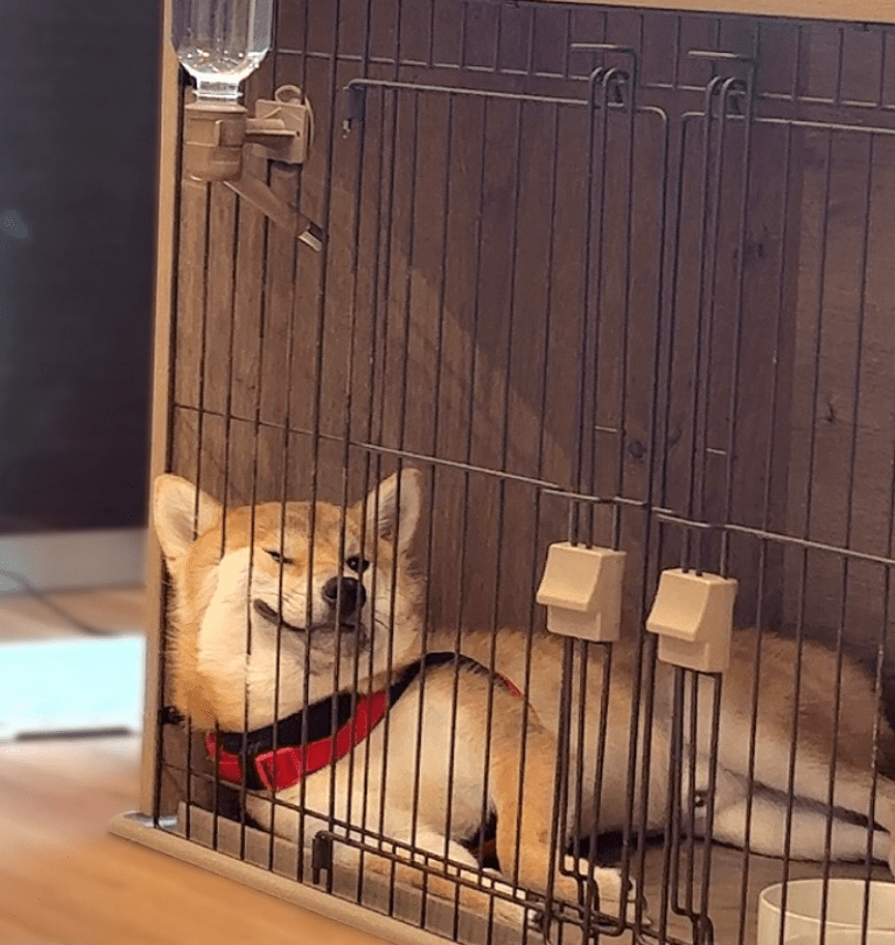 【実際の写真】9ヶ月後のまさかの姿