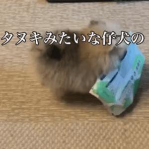 【実際の写真】「タヌキ」みたいな子犬のまさかの1年後の姿