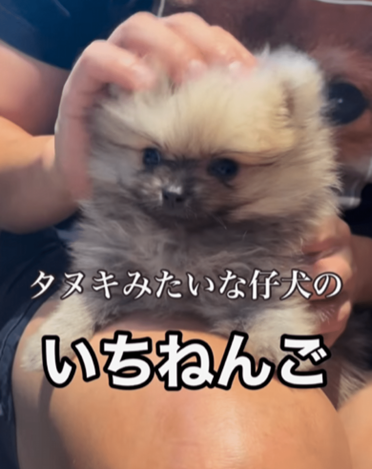 「タヌキなの?」と聞かれるほど、野性味溢れる子犬をお迎え。しかし…1年後の姿に驚きの声