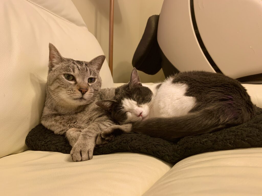 寄り添って眠る様子（＠coharu_0619さんより提供）