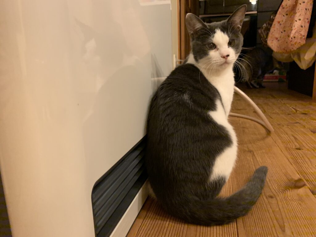 普段のモモちゃん（＠coharu_0619さんより提供）