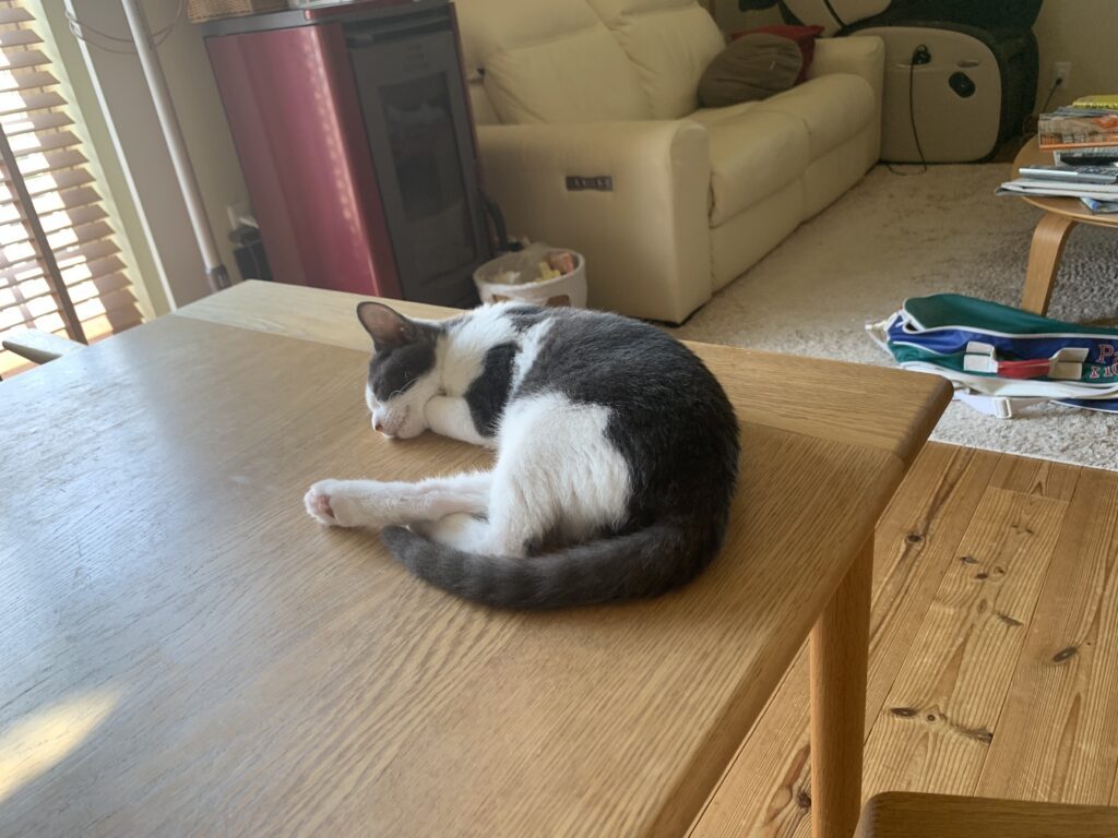 丸くなるモモちゃん（＠coharu_0619さんより提供）