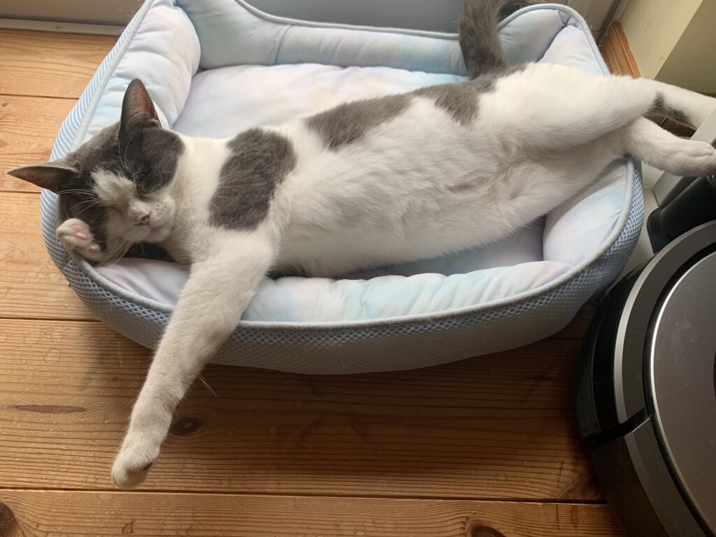 【実際の写真】直後の猫ちゃんの様子