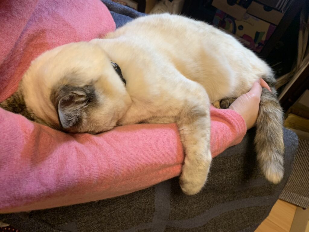 普段の様子②（＠mio_nokoさんより提供）