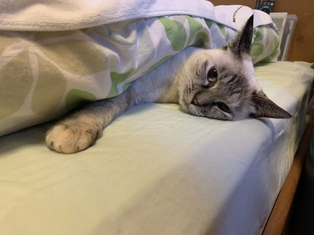 普段の様子③（＠mio_nokoさんより提供）