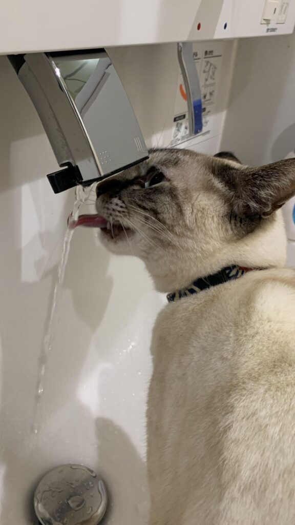 普段の様子④（＠mio_nokoさんより提供）