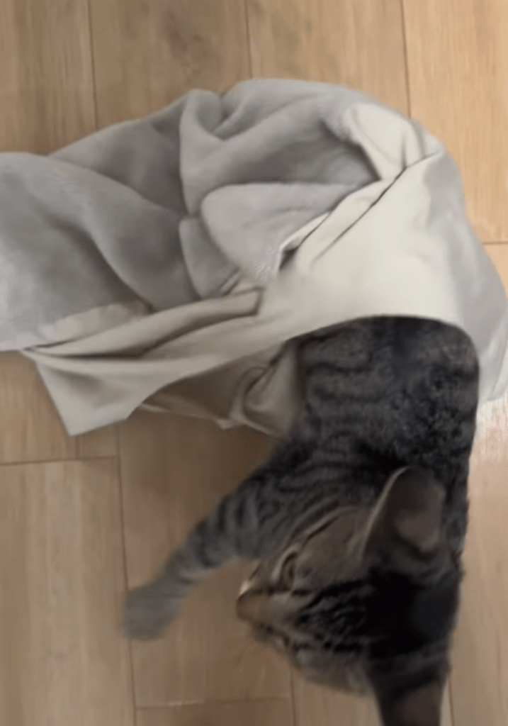 ハルちゃんでした！（@haru_to_gebokuさんより提供）