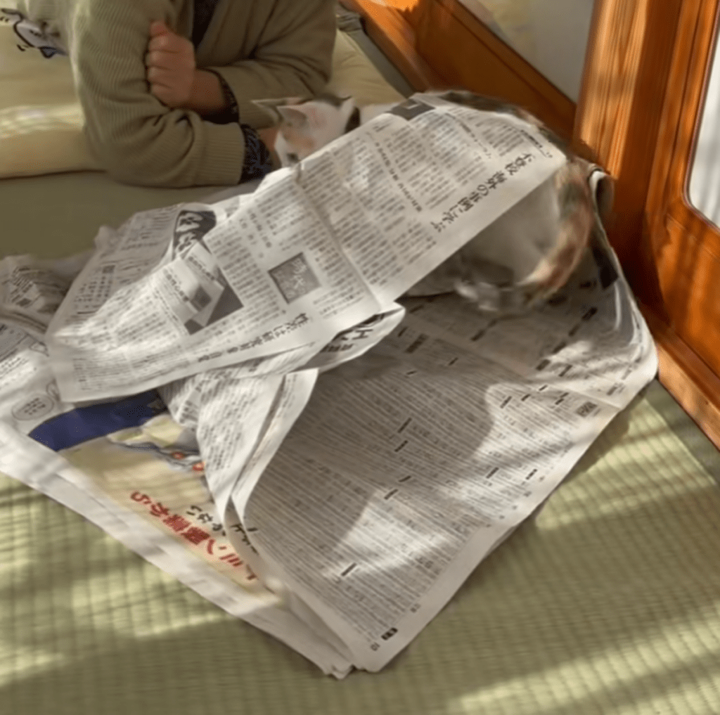 全力で遊ぶみーこちゃん（@miikotobaakoさんより提供）