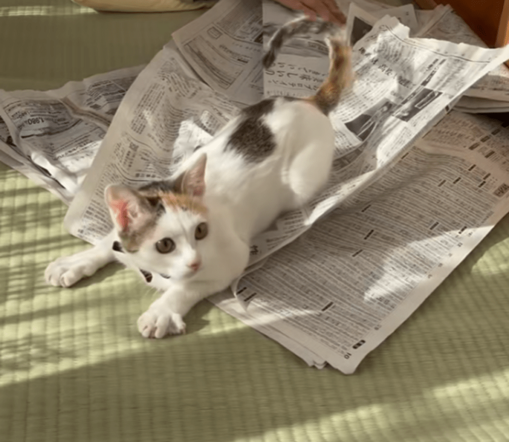 まだまだ遊び足りなさそうな顔（@miikotobaakoさんより提供）