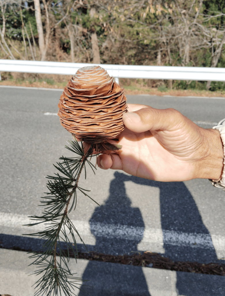 見せてくれた松ぼっくり（@yuzu_kuma_bookさんより提供）