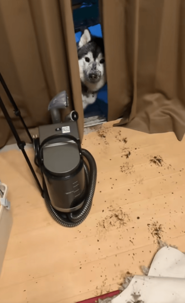 足跡の正体は…（@shoomatu0610さんより提供）