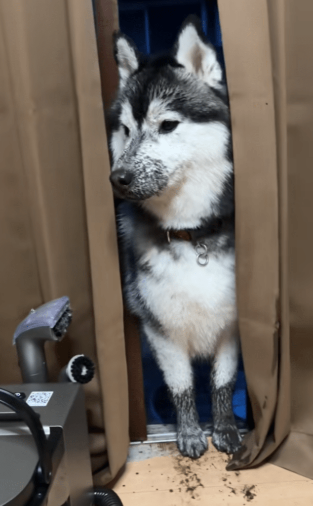 泥遊びを満喫していたようす（@shoomatu0610さんより提供）