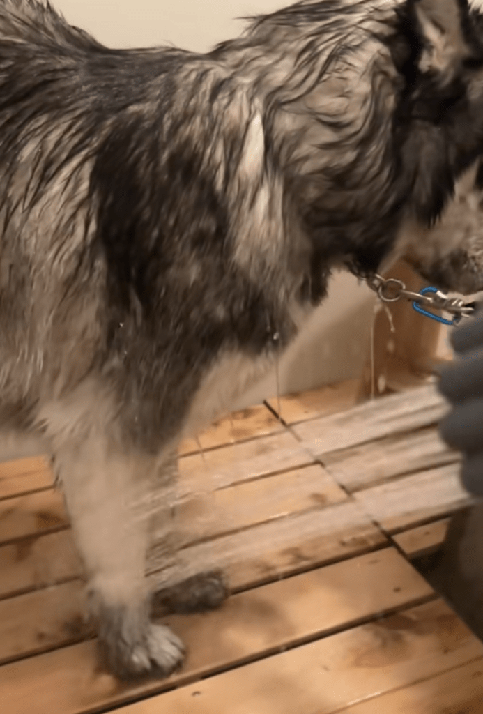 お風呂で洗われる章末ちゃん（@shoomatu0610さんより提供）