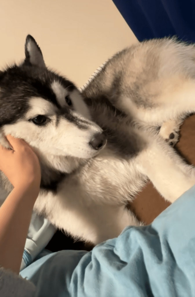 キレイになりました（@shoomatu0610さんより提供）