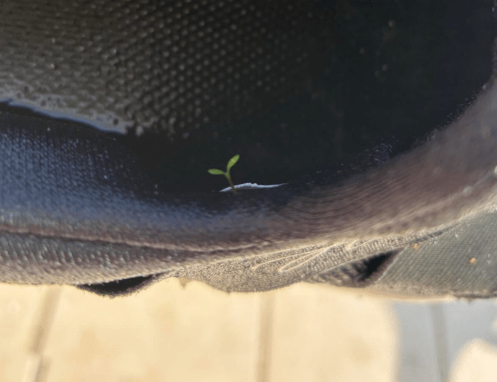 ぴょこっと植物の芽が（@mokakochanさんより提供）