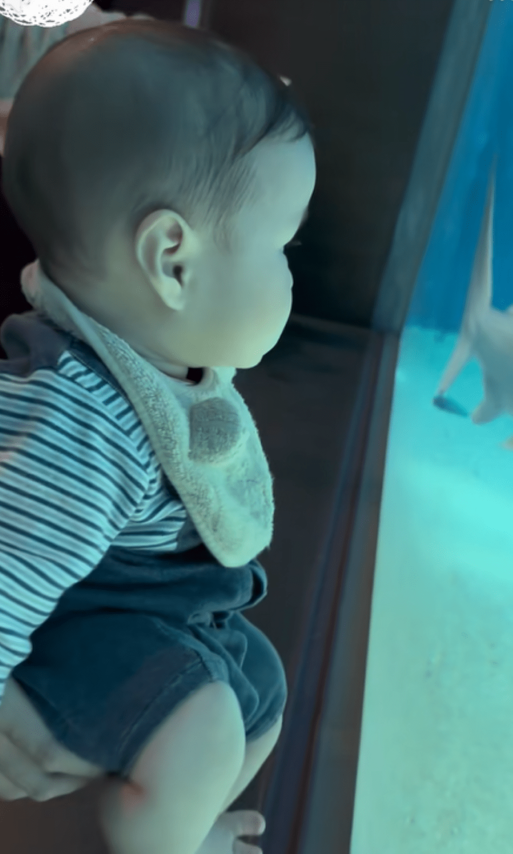 初めて水族館に来た生後6ヶ月息子。しかし次の瞬間、水槽越しに見えたまさかのモノに「反応良すぎw」「前世は小魚かな…」