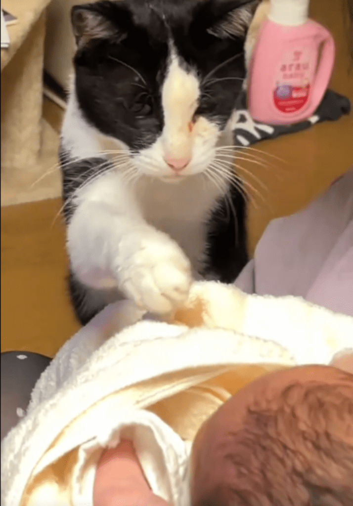 猫と赤ちゃんの初対面④（@hinamelo313より提供）